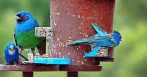 Få besøg af farverige fugle med Esschert Designs fuglefoderautomat