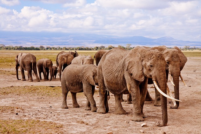 Elefantfod: Den usynlige superhelt i økosystemet