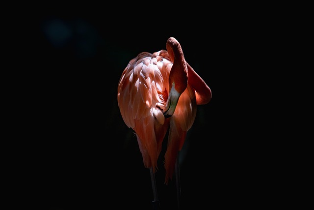 Fra kitsch til cool: Flamingobrændere er tilbage i modebilledet