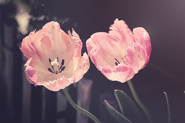 Fra tulipanløg til tulipan: Sådan får du dine løg til at blomstre og vokse sunde og stærke