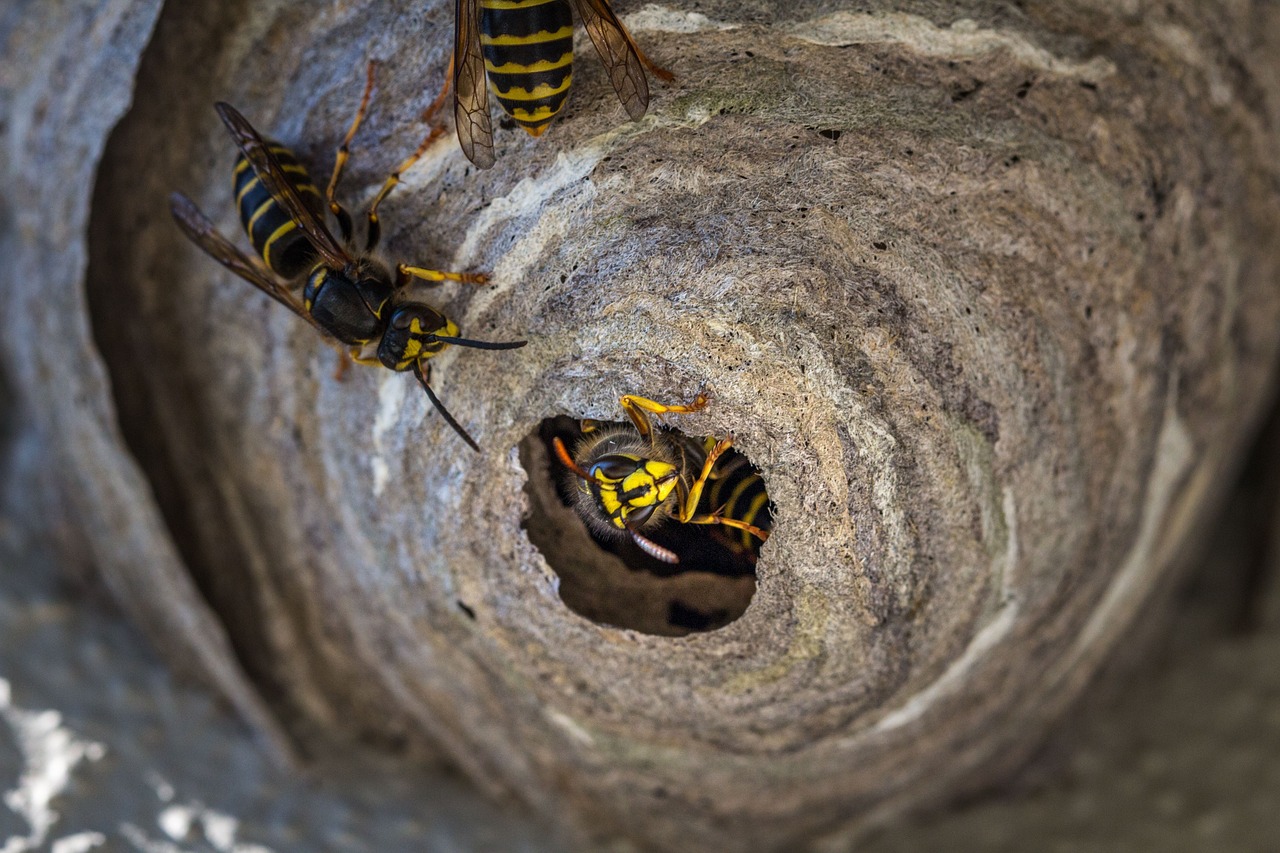 Effektive metoder til fjernelse af hvepsebo: Sådan slipper du af med de stikkende insekter